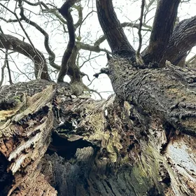 _The Witch Elm_